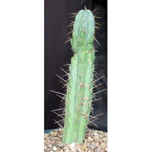 Trichocereus bridgesii cv Sun Spine 8-inch pots