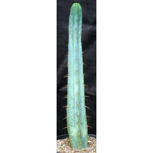 Trichocereus bridgesii (SS02) 2-gallon pots