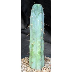 Trichocereus bridgesii (SS02) one-gallon pots