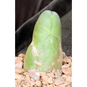 Trichocereus bridgesii (monstrose) 5-inch pots