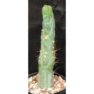 Trichocereus cv Bruce’s Dragon one-gallon pots