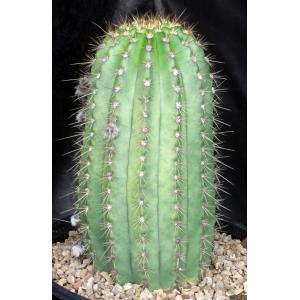 Trichocereus cv Flying Saucer 3-gallon pots