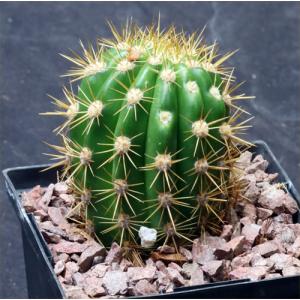 Trichocereus 'Sun Goddess' 5-inch pots, Arid Lands Greenhouses