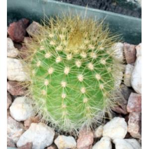 Trichocereus cv Yellow 2-inch pots