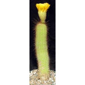 Trichocereus cv Yellow 8-inch pots