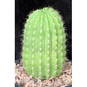 Trichocereus grandiflorus one-gallon pots