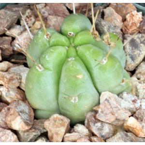 Trichocereus pachanoi 3-inch pots