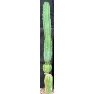 Trichocereus pachanoi 8-inch pots