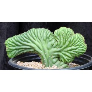 Trichocereus pachanoi (crest) 3-gallon pots