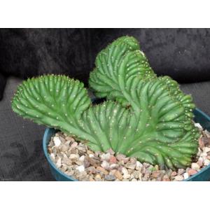Trichocereus pachanoi (crest) 8-inch pots