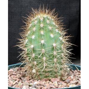 Trichocereus pasacana 8-inch pots