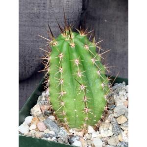 Trichocereus peruvianus Serro Blue 4-inch pots