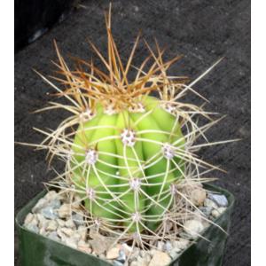Trichocereus terscheckii 4-inch pots