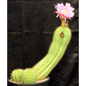 Trichocereus cv Argentine Pink Giant 3-gallon pots