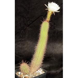 Trichocereus angelesii one-gallon pots