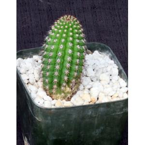 Trichocereus brevispinulosus 5-inch pots