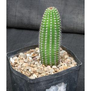 Trichocereus brevispinulosus one-gallon pots