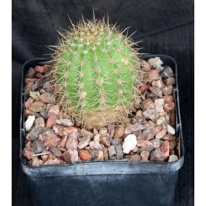Trichocereus cv Hans Britsch 5-inch