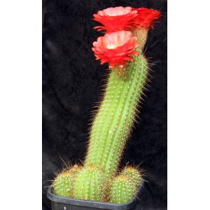 Trichocereus cv Deep Orange 3-gallon pots