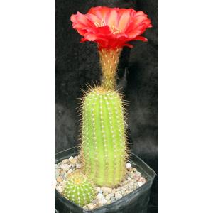 Trichocereus cv Incandescent Crimson one-gallon pots