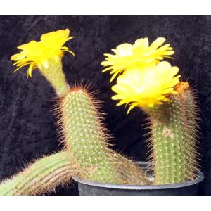 Trichocereus cv Incandescent Gold 3-gallon pots