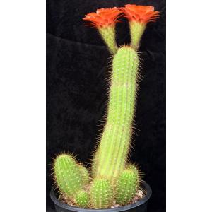Trichocereus cv Orange 5-gallon pots
