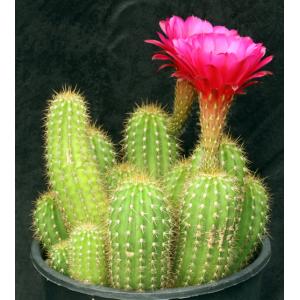 Trichocereus cv Purple Daze 3-gallon pots
