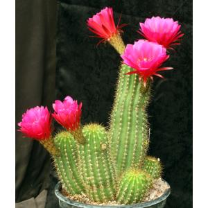 Trichocereus cv Purple Daze 5-gallon pots