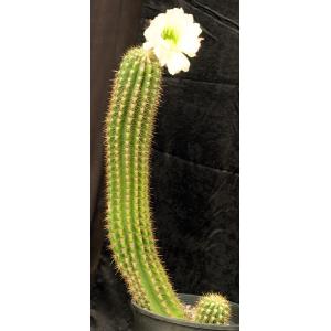 Trichocereus cv Sun Goddess 5-gallon pots