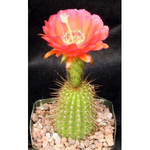 Trichocereus cv Western Red 5-inch pots