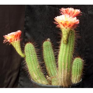 Trichocereus cv Apricot Glow 5-gallon pots