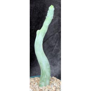 Trichocereus cv Bruce’s Dragon 8-inch pots