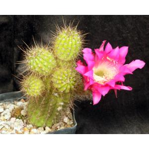 Trichocereus cv Glorious one-gallon pots