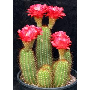 Trichocereus cv Incandescent Crimson 5-gallon pots