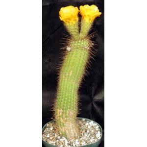 Trichocereus cv Incandescent Gold 8-inch pots