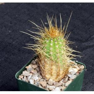 Trichocereus huasha (long spines) 4-inch pots