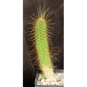 Trichocereus huasha (long spines) 5-inch pots