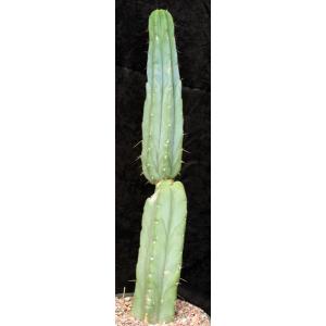 Trichocereus pachanoi 10-inch pots