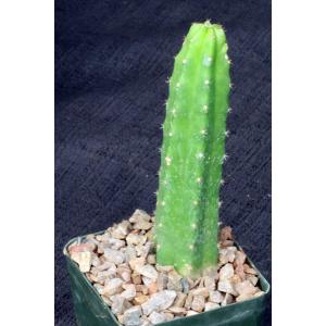Trichocereus pachanoi 4-inch pots