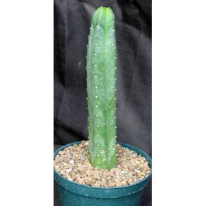 Trichocereus pachanoi 8-inch pots