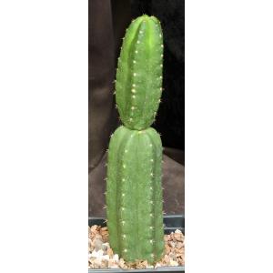 Trichocereus pachanoi one-gallon pots