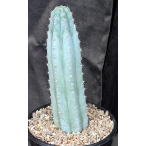 Trichocereus peruvianus cv Althea 2-gallon pots