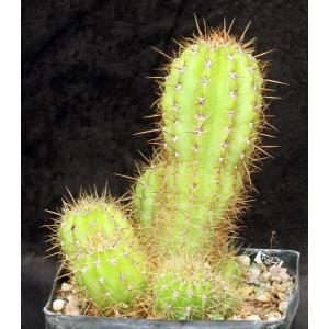 Trichocereus purpureopilosus one-gallon pots