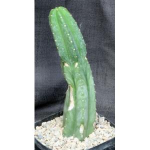 Trichocereus scopulicola one-gallon pots