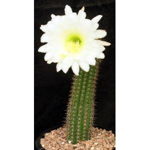 Trichocereus spachianus 2-gallon pots
