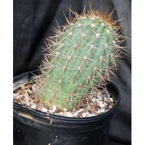 Trichocereus pasacana 2-gallon pots