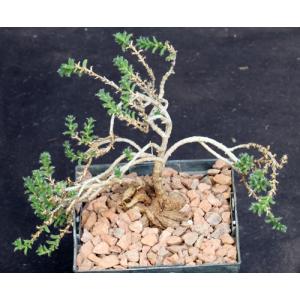 Trichodiadema bulbosum 5-inch pots