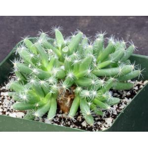 Trichodiadema densum 4-inch pots