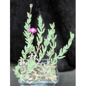 Trichodiadema intonsum 5-inch pots