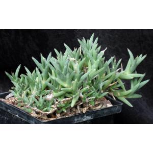Trichodiadema mirabile 5-inch pots